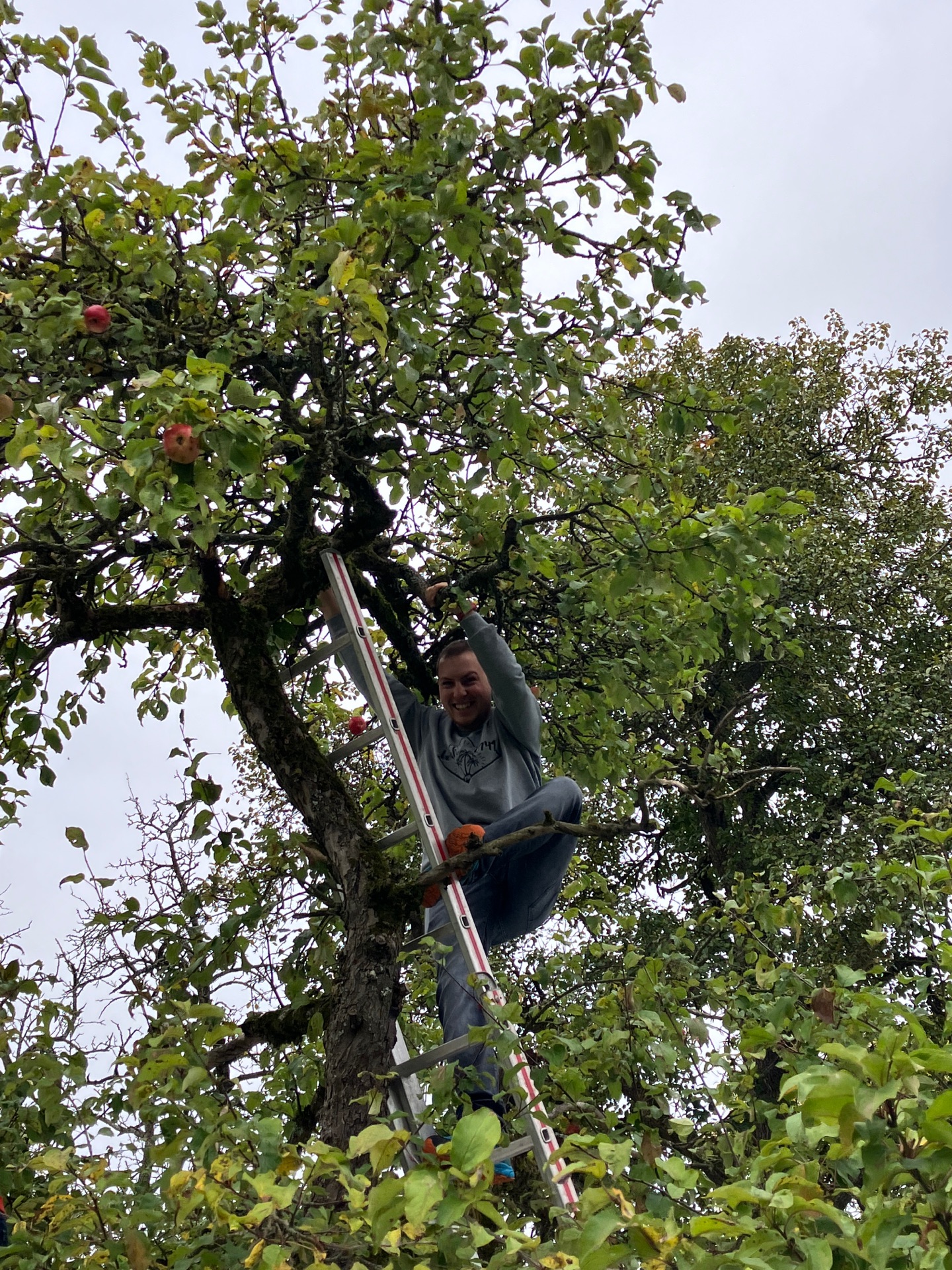 Herr Wendel schüttelt am Baum